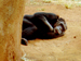 Ashley Earles-Bennett - Sleeping 

Ape