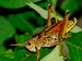 Ashley Earles-Bennett - Grasshopper