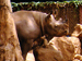 Ashley Earles-Bennett - Rhino